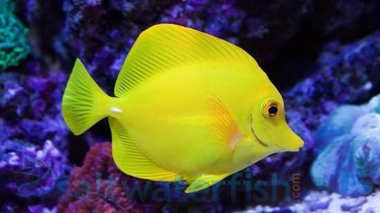 Yellow Tang